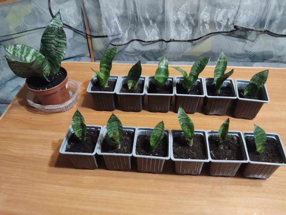 Продам сансевьерию!