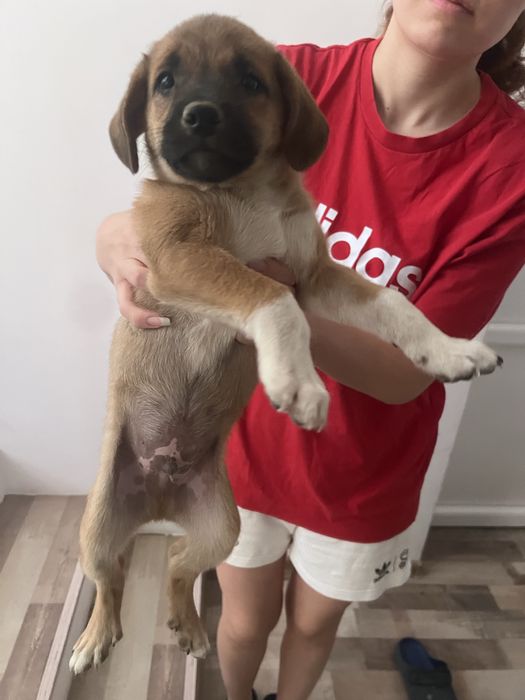 Catelusi spre adoptie