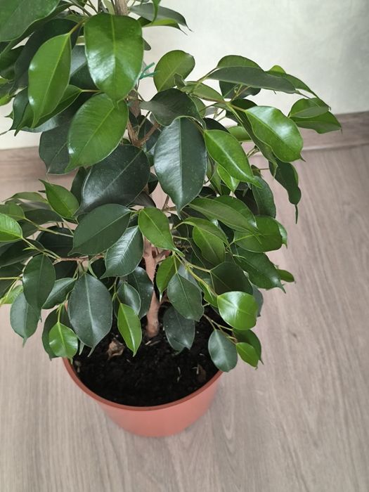 Продам фикусы Бенджаминова