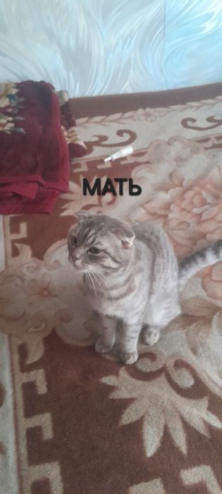 продам шотладских котят