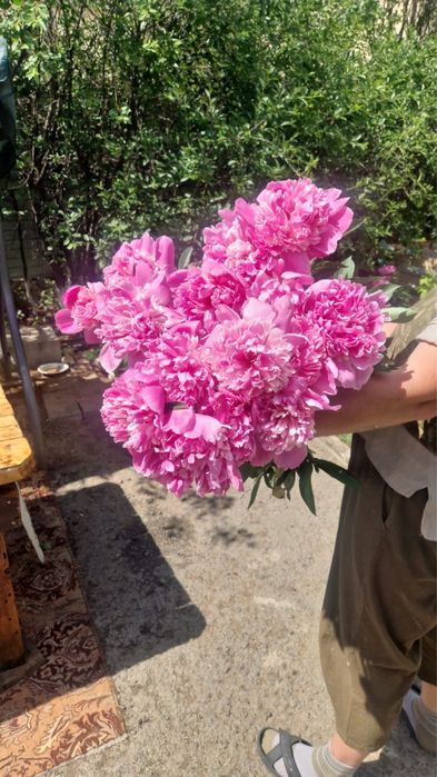 Пролам пионы розывые