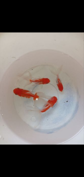 Akvarium va baliqlar dokoni