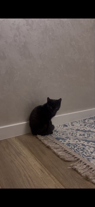 Котенок ищет дом