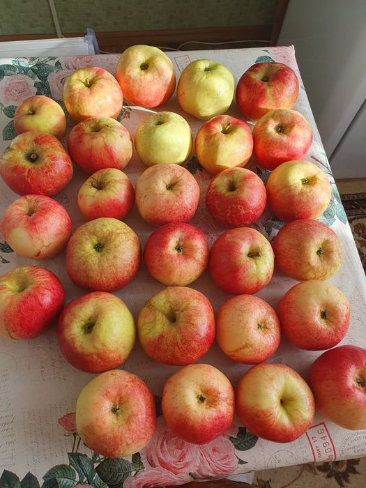 Продам дачу,,Тихая роща,,