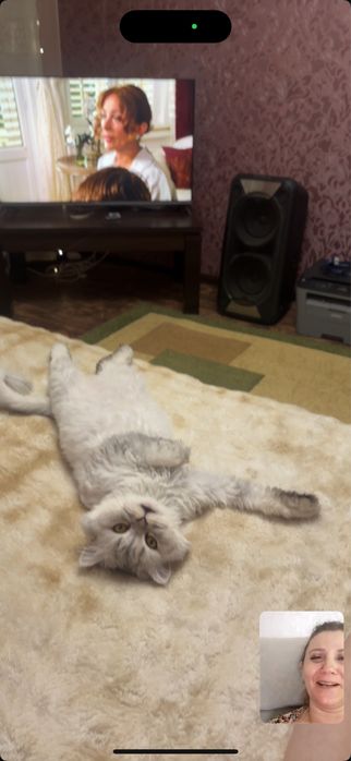Шотландская  кошка(умная)