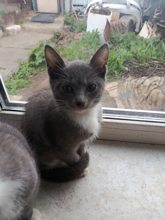 Веселые котята крысоловы