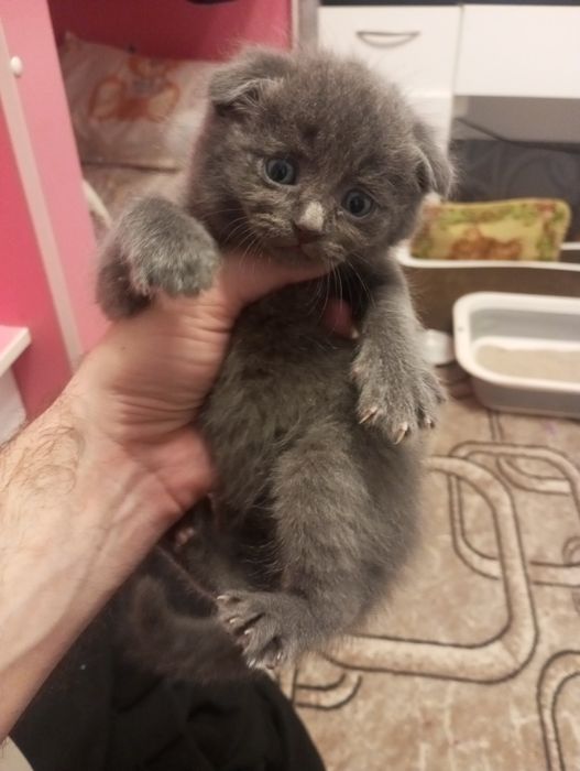 Продам котят срочно