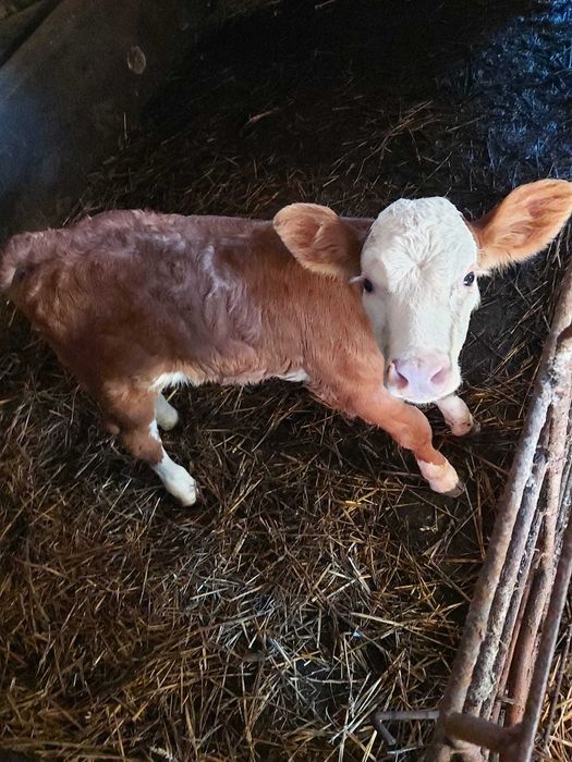 Vând vitea de lapte