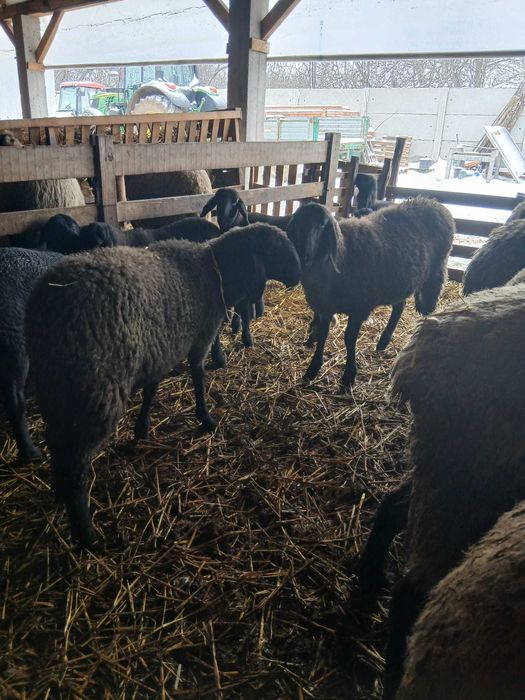 Mielute și berbecuți carabase