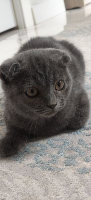 Котёнок 2 месячный очень ласковый