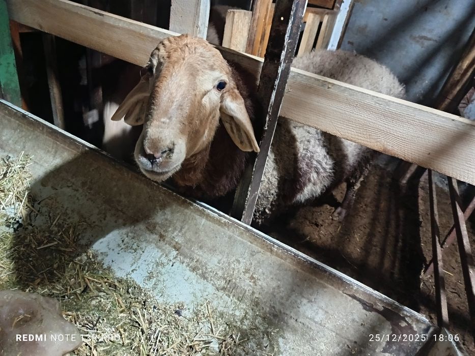 Hisori quzi qo'chqorlar.