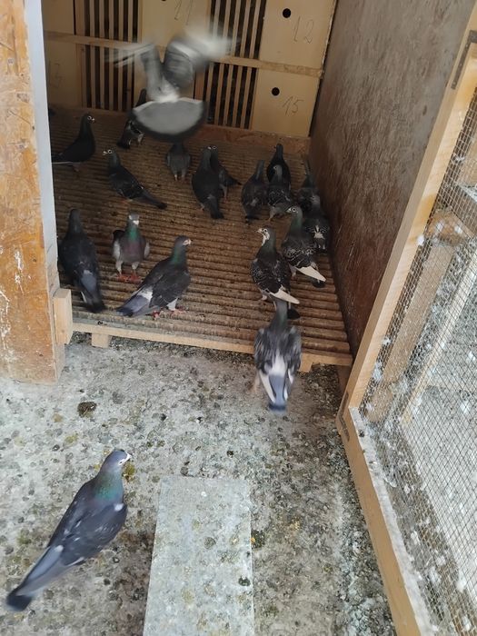 Porumbei voiajori