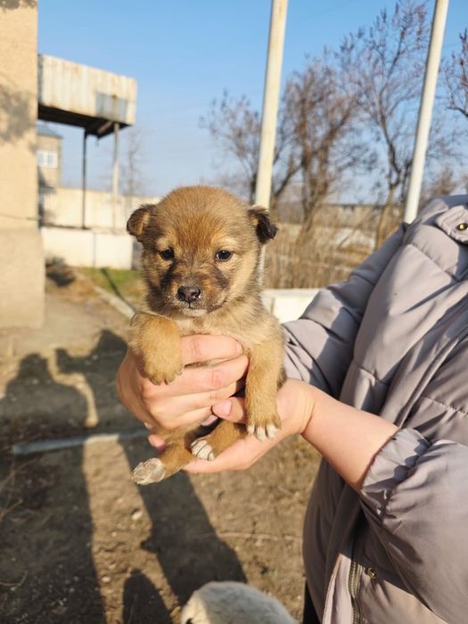 Щенки безвозмездно, в хорошие руки.