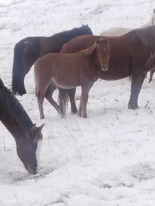 4 бас еркек жабағылар сатылады