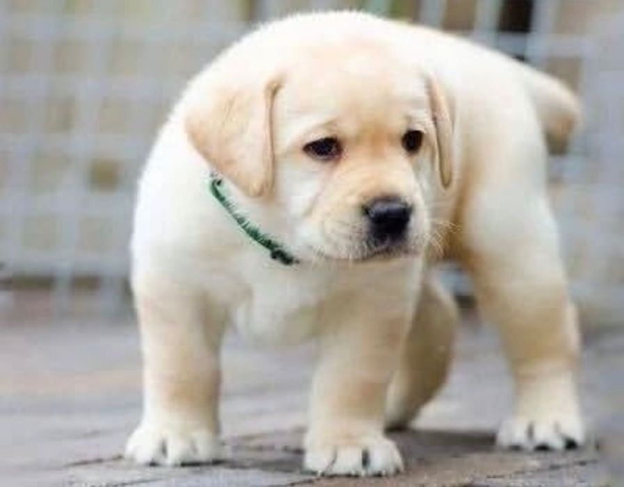 Роскошные щенки Лабрадор