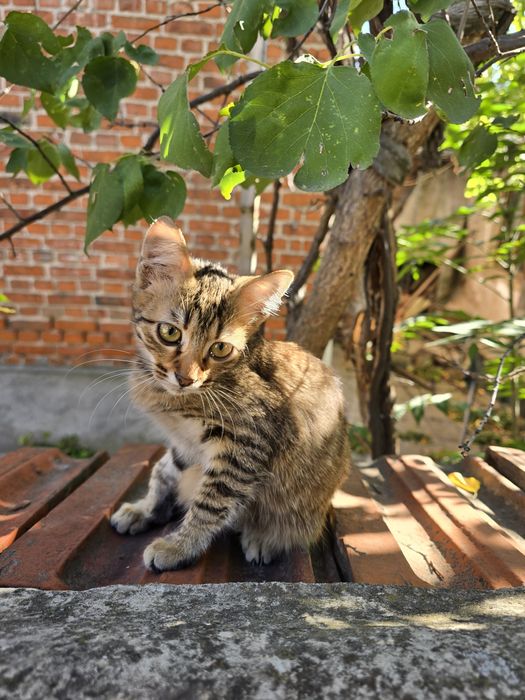 Подарявам женска котка на 4-5 месеца