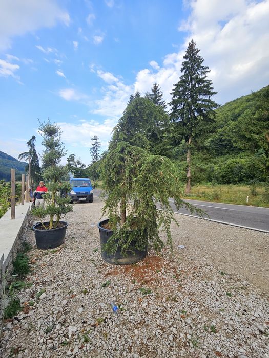 Brad argintiu și verde. Cedru pendular.