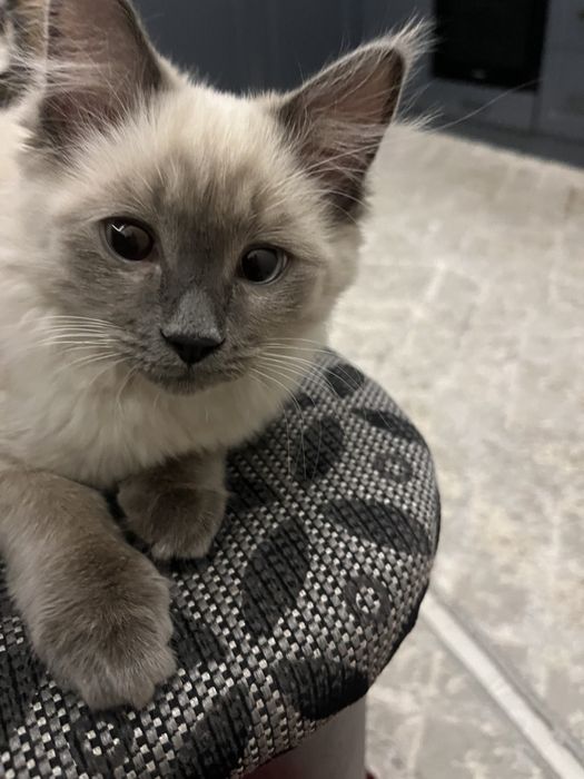 Zotdor siamskiy mushuk