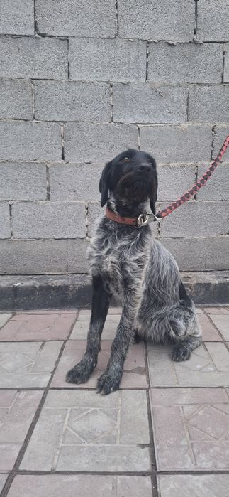 Продам Дратхаар щенка суку