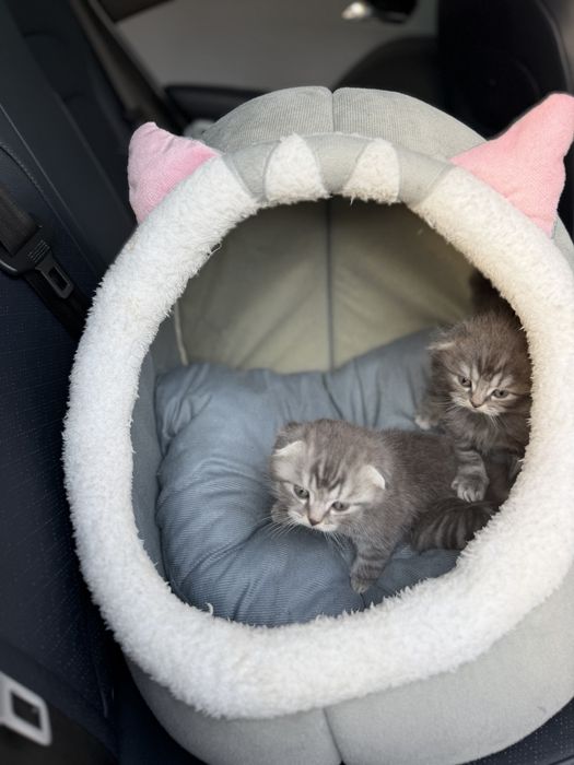 Продам котят 2 месяца мальчик и девочка
