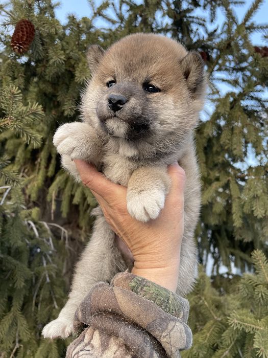 Японские сибы,щенки