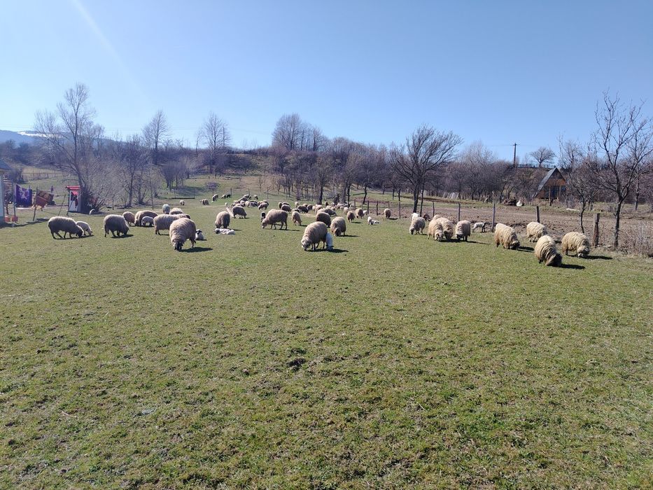 Vând oii cu mieii mai multe detalii la telefon