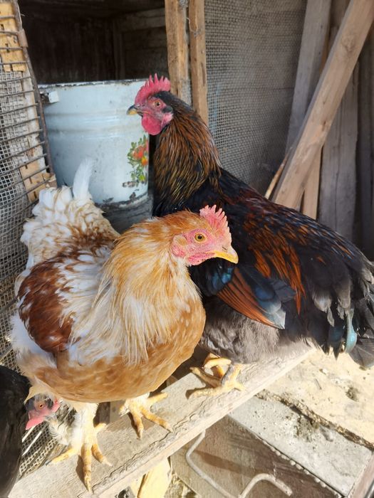 Продам петушков по 4500