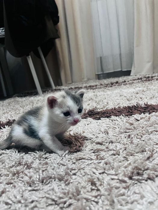 Кошка и котенки
