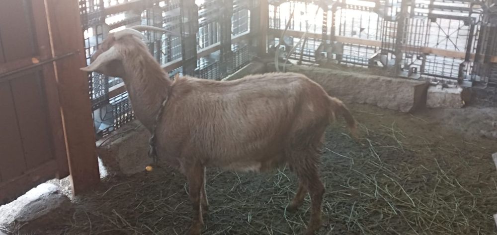 Қозы нубийской породы