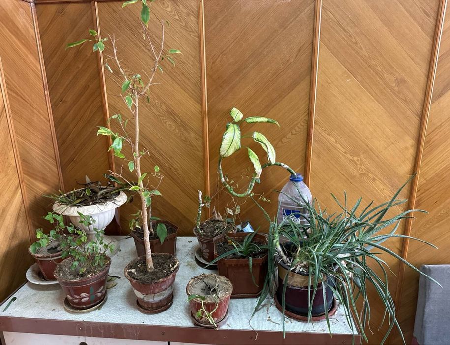 Продаю цветы в горшках (комнатные растения)