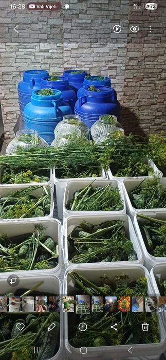Castraveti murati in saramura ,negociabil la cantitati mai mari de 100 kg