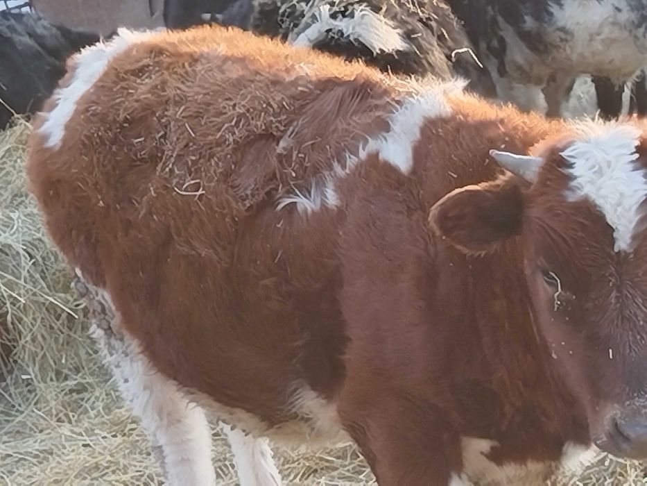 Продам трёх тёлочек на развод