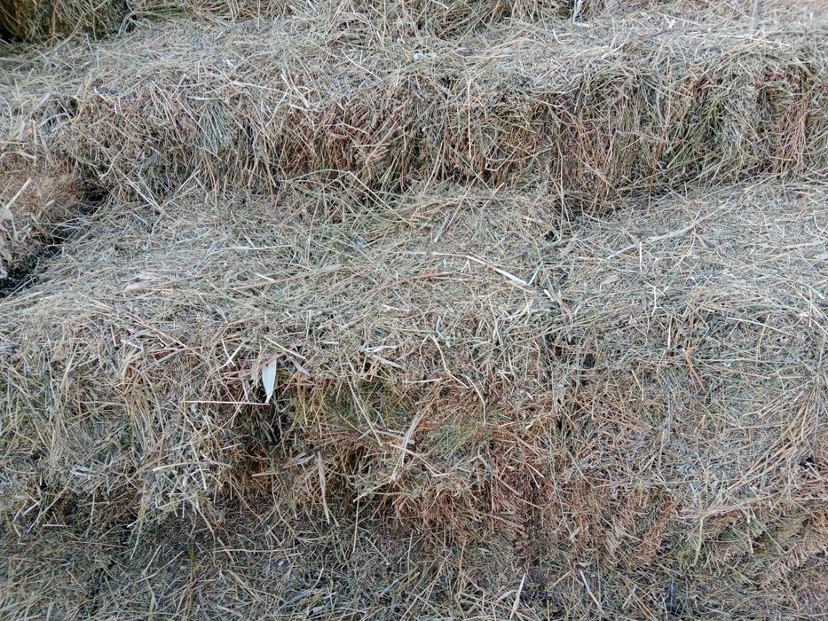 Тюки люцерна 1500тг самовывоз