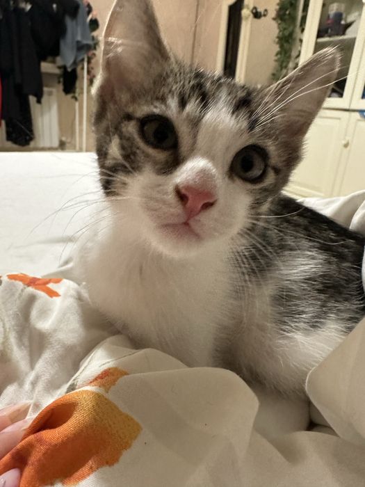Котята в хорошие руки