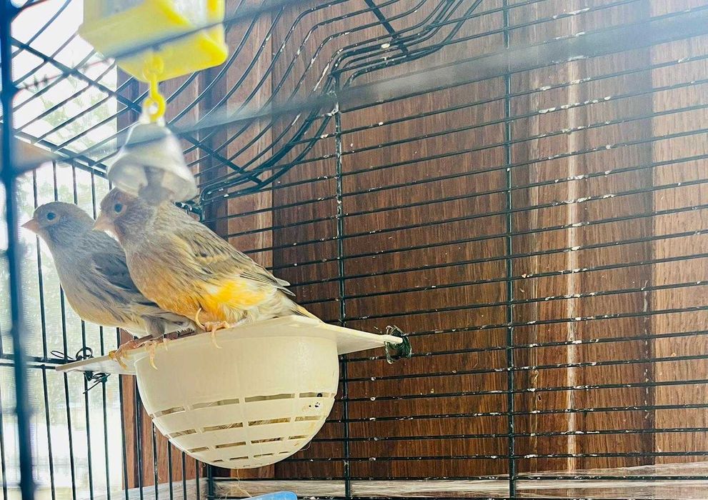 Vând Canari Timbrado