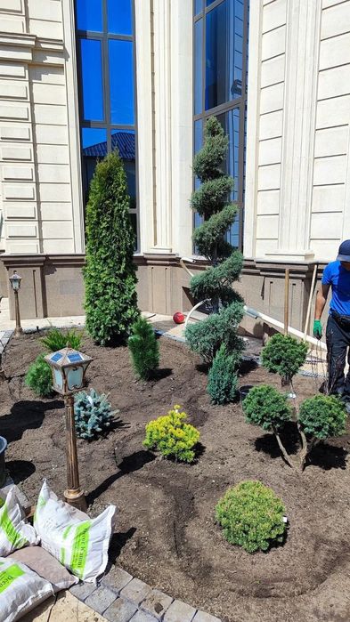 Гортензии газон елки тополя голубые ели