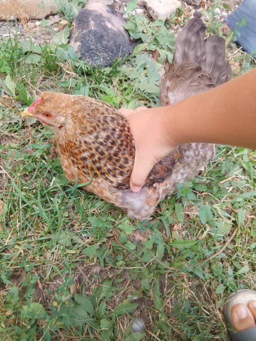 Продам курицу дамашняя и два голошейки