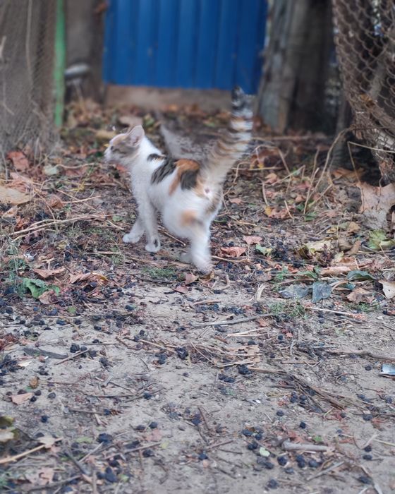 Котенок ласковый в добрые руки.