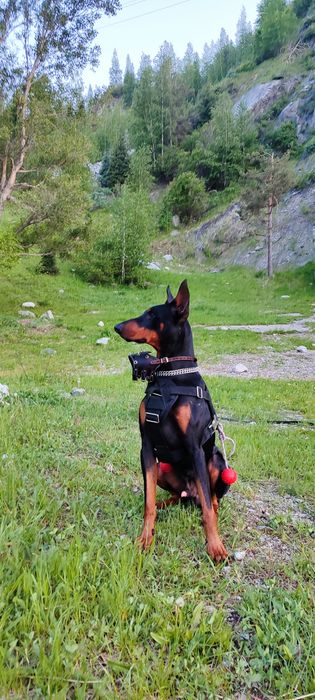 Вязка кабель Doberman,s Американец