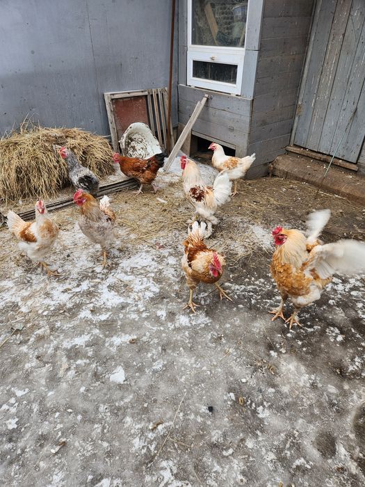 Әтеш, Петух продам!