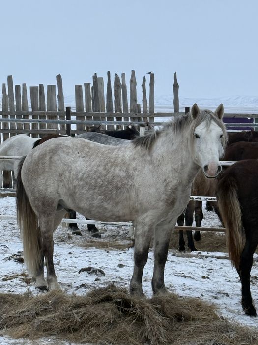 Срочноооо!!! Айгыр сатылады срочно!