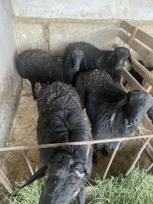 кошкарлар сатылади