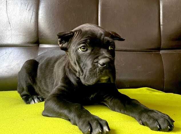 Кане корсо 8 месяцев мальчик