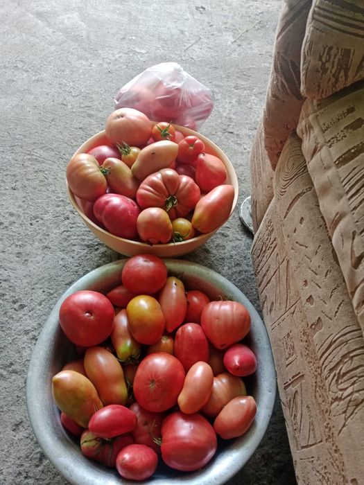 Продам огурцы,  помидоры