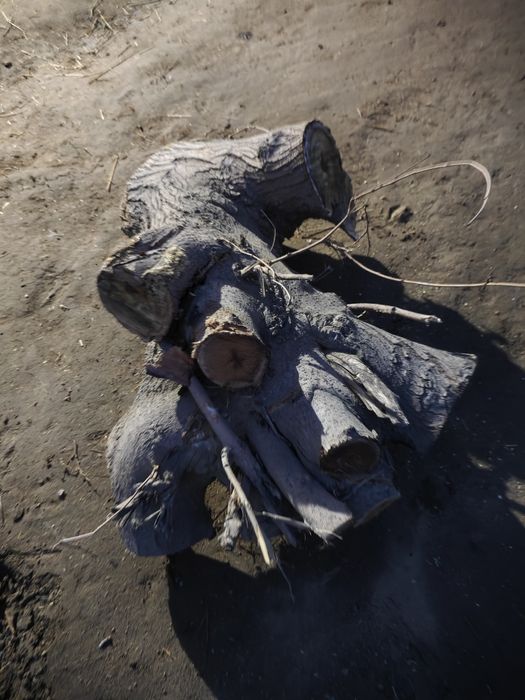 Quruq oʻtinlar sotiladi