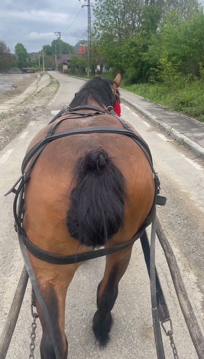 Iapa tanara si cuminte