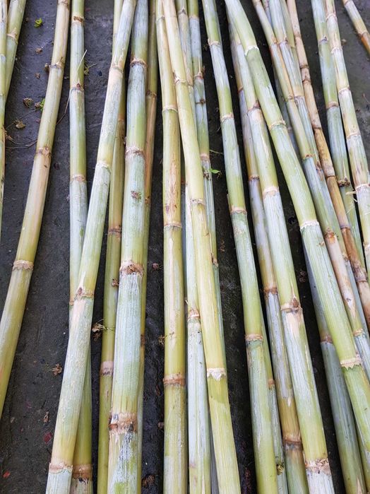 Продам стебли Камышового Бамбука 2023 года урожая.
