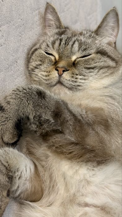Отдам кота в добрые руки