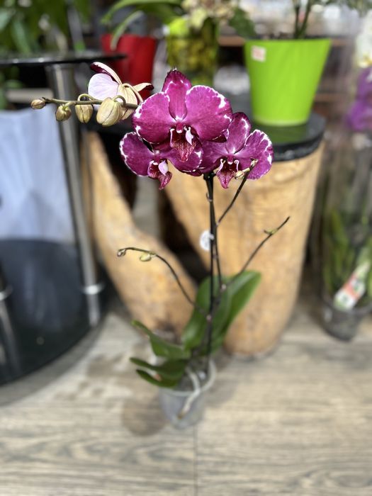 Орхидеи оптом от 150000
