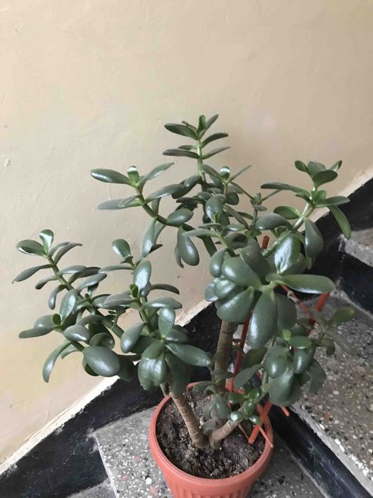 Стайно Цвете Красула  Дървото на Живота